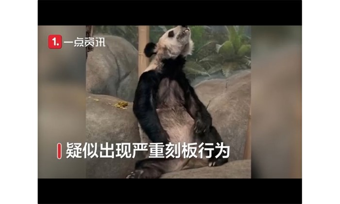 Giant Panda viral karena terlalu kurus