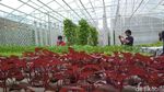 Foto: Wisata Petik Sayur Hidroponik Murah Meriah di Cirebon