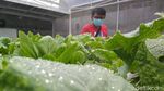 Foto: Wisata Petik Sayur Hidroponik Murah Meriah di Cirebon