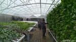 Foto: Wisata Petik Sayur Hidroponik Murah Meriah di Cirebon
