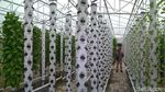 Foto: Wisata Petik Sayur Hidroponik Murah Meriah di Cirebon