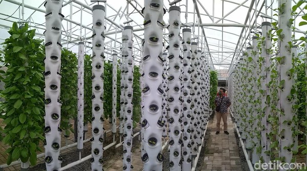 Foto: Wisata Petik Sayur Hidroponik Murah Meriah di Cirebon
