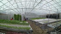Di dalam green house ini ada 10 jenis sayuran, seperti selada hijau, pagoda merah, kangkung, pakcoy, kale, caisim dan lainnya.  