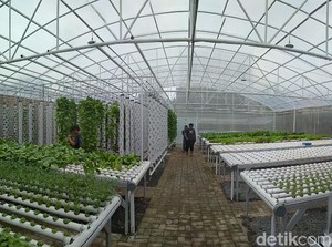 Asyik! Ada Wisata Petik Sayur Hidroponik di Cirebon