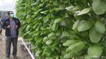 Foto: Wisata Petik Sayur Hidroponik Murah Meriah di Cirebon