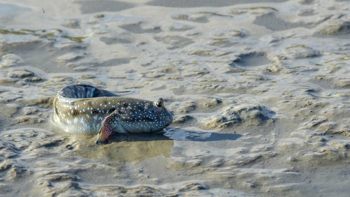 Mud-skippers guarding and fighting for their territory in the wet and low tide of the mangrove tree area in Malaysia