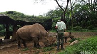 Seorang keeper memberikan makan kepada anak Badak putih (Ceratotherium simum) bersama induknya di Taman Safari Indonesia, Bogor, Jawa Barat, Jumat (22/1). Anak Badak putih bernama Azsyifa dari Afrika tersebut lahir pada bulan Oktober tahun kemarin berjenis kelamin betina dengan bobot sekitar 50 kilogram.  