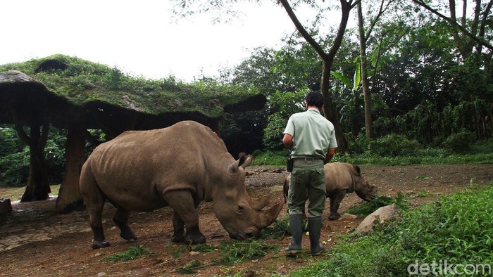 Seorang keeper memberikan makan kepada anak Badak putih (Ceratotherium simum) bersama induknya di Taman Safari Indonesia, Bogor, Jawa Barat, Jumat (22/1). Anak Badak putih bernama 