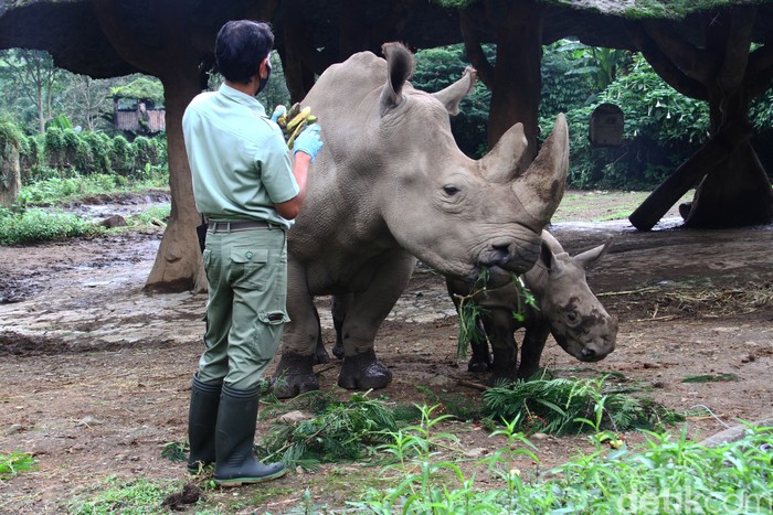 Seorang keeper memberikan makan kepada anak Badak putih (Ceratotherium simum) bersama induknya di Taman Safari Indonesia, Bogor, Jawa Barat, Jumat (22/1). Anak Badak putih bernama Azsyifa dari Afrika tersebut lahir pada bulan Oktober tahun kemarin berjenis kelamin betina dengan bobot sekitar 50 kilogram.