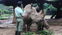 Badak Putih yang ada di Taman Safari Indonesia kini menjadi berjumlah 7 individu.  