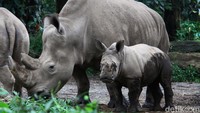 Sampai saat ini anak badak Azsyifa masih dalam pantauan karena masih terus bergantung dengan sang induk untuk menyusu.  