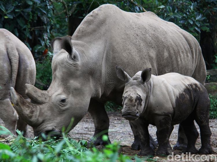 Azsyifa Badak Putih Penghuni Baru Taman Safari Indonesia