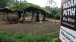 Azsyifa Badak Putih Penghuni Baru Taman Safari Indonesia