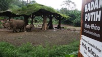Diusianya yang menginjak tiga bulan lebih kini bisa dilihat di areal kandang Badak putih yang ada di Taman Safari Indonesia.  