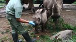 Azsyifa Badak Putih Penghuni Baru Taman Safari Indonesia