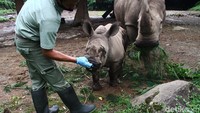 Seorang keeper atau penjaga yang setiap harinya memberi pakan tiga kali dalam sehari berupa rumput dan buah-buahan.  