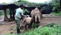 Sejak lahir pada Oktober tahun lalu, anak badak Azsyifa perlu dirawat selama tiga bulan sebelum dibawa keluar untuk dipublikasi.  