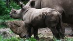 Azsyifa Badak Putih Penghuni Baru Taman Safari Indonesia