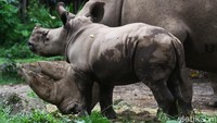 Kelahiran anak Badak Putih di Taman Safari Indonesia menjadi tambahan jumlah bagi badak yang ada.  