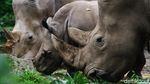 Azsyifa Badak Putih Penghuni Baru Taman Safari Indonesia