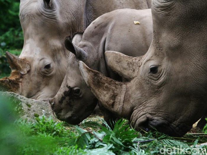 Seorang keeper memberikan makan kepada anak Badak putih (Ceratotherium simum) bersama induknya di Taman Safari Indonesia, Bogor, Jawa Barat, Jumat (22/1). Anak Badak putih bernama 
