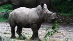 Azsyifa Badak Putih Penghuni Baru Taman Safari Indonesia