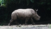 Anak badak Azsyifa merupakan badak dari negara Afrika Selatan yang menjadi jenis badak terbesar secara postur tubuhnya.  