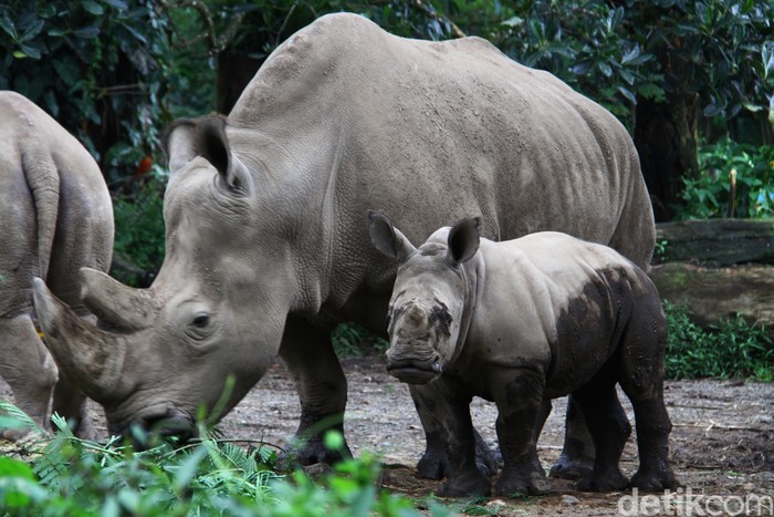 Seorang keeper memberikan makan kepada anak Badak putih (Ceratotherium simum) bersama induknya di Taman Safari Indonesia, Bogor, Jawa Barat, Jumat (22/1). Anak Badak putih bernama Azsyifa dari Afrika tersebut lahir pada bulan Oktober tahun kemarin berjenis kelamin betina dengan bobot sekitar 50 kilogram.