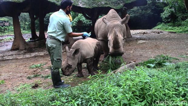 Seorang keeper memberikan makan kepada anak Badak putih (Ceratotherium simum) bersama induknya di Taman Safari Indonesia, Bogor, Jawa Barat, Jumat (22/1). Anak Badak putih bernama 