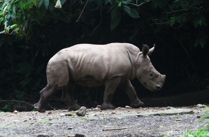 Seorang keeper memberikan makan kepada anak Badak putih (Ceratotherium simum) bersama induknya di Taman Safari Indonesia, Bogor, Jawa Barat, Jumat (22/1). Anak Badak putih bernama 