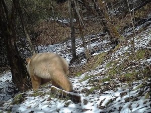 Gemas, Panda Albino Terciduk Berinteraksi dengan Panda Lainnya