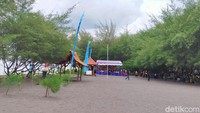 Pada 2011, kelompok nelayan Pakis Rejo mulai melakukan penanaman pohon cemara udang. Beberapa bulan ini, pantai ini terkena abrasi yang membuat sebanyak 1.200 pohon cemara tumbang. Namun proses reboisasi pun kembali dilakukan. (Ardian Fanani/detikTravel)