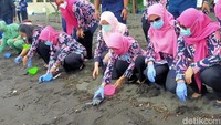 Penyu Lekang kemudian dilepasliarkan kembali di Pantai Cemara. Kelak 50 tahun ke depan, mereka akan kembali lagi ke pantai ini untuk bertelur. (Ardian Fanani/detikTravel)