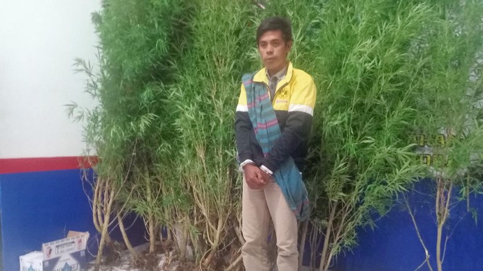 Petani di Bengkulu tanam ganja di rumahnya (Istimewa)
