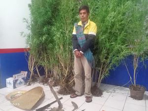 Nekat Tanam Ganja di Halaman Rumah, Petani di Bengkulu Diciduk Polisi
