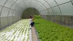 Kisah Petani Muda dari Lereng Gunung Muria