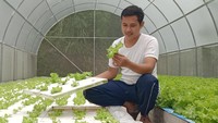 Fuad mengatakan mulai menekuni menanam sayur selada dengan metode hidroponik sejak awal pandemi Corona. Karena saat itu dia tengah masih berkuliah dan kegiatan belajar secara daring. Kemudian dia mengaku memilih untuk berusaha bertani dengan metode hidroponik. Fuad memanfaatkan lahan di sekitar rumahnya yang tidak terpakai.Lahan yang terletak di lereng Gunung Muria itu kemudian disewa Fuad untuk bertani.  Foto: Dian Utoro Aji/detikcom
