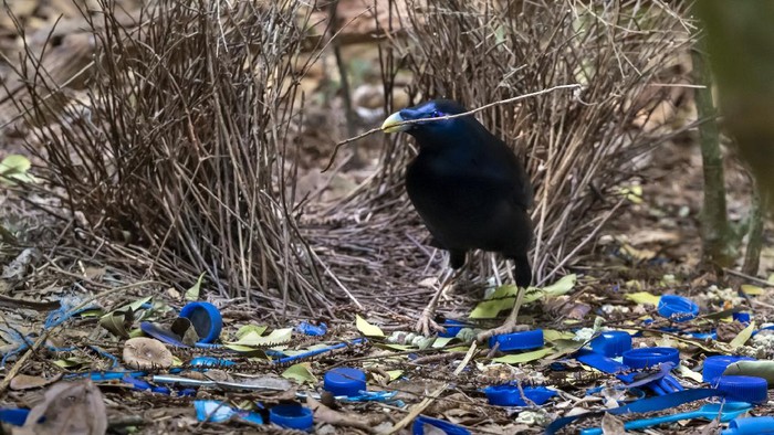 Male Satin Bowerbird (Ptilonorhyncus violaceus) in Lamington National Park, Queensland, Australia.