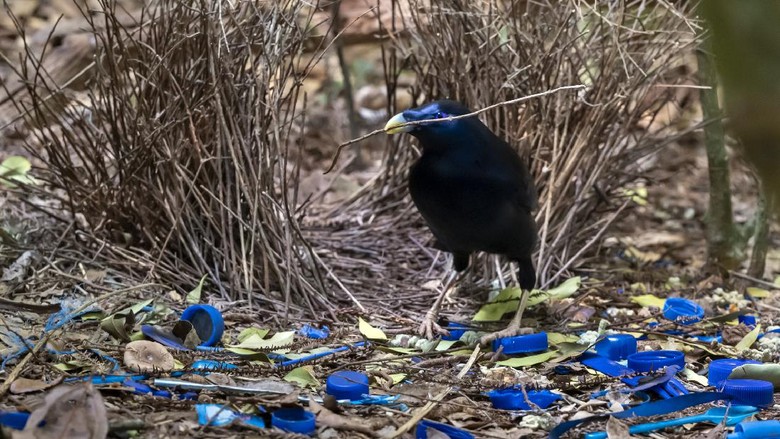 Bowerbird Male Satin Bowerbird (Ptilonorhyncus violaceus) in Lamington National Park, Queensland, Australia.