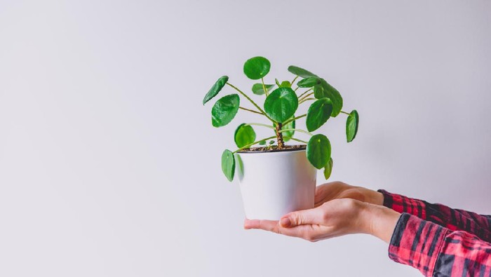 Pilea peperomioides