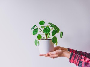 Selain Bikin Sejuk, 10 Tanaman Hias Ini Bisa Mempercantik Rumah