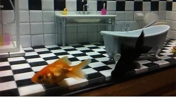 Sejujurnya, ini kreatif banget sih. Jangan lupa bersihkan kamar mandi si ikan ya! Foto: Mantas Kačerauskas via Bored Panda  