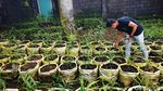 Meraup Cuan dari Jahe Merah
