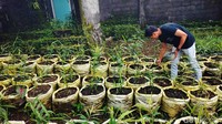 Kini pria yang akrab disapa Zovi ini menanam ribuan pohon jahe merah di lahan samping rumahnya.