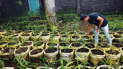 Meraup Cuan dari Jahe Merah