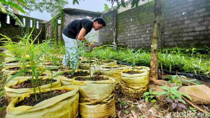 Pemuda 25 tahun asal Desa Bandorasa Kulon, Cilimus, Kuningan, Jabar ini memilih menjadi petani ketimbang bekerja di perusahaan. Kini dia menanam ribuan pohon jahe merah.