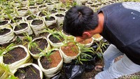 Meningkatnya permintaan jahe merah di masa pandemi COVID-19 ini juga jadi alasan Zovi kemudian beralih menanam jahe merah dari yang sebelumnya menanam palawija.