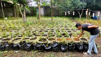Dalam waktu 4 hingga 5 bulan ke depan Zovi baru bisa memanen jahe merahnya. Dari 2.500 pohon yang ditanam, Ia diperkirakan akan mendapat 7,5 ton jahe merah organik. Hasil panen itu tentunya sudah ditunggu oleh perusahaan yang memesan.