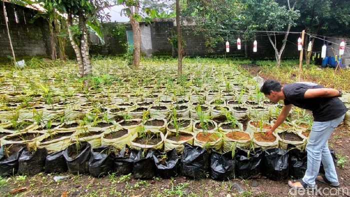 Pemuda 25 tahun asal Desa Bandorasa Kulon, Cilimus, Kuningan, Jabar ini memilih menjadi petani ketimbang bekerja di perusahaan. Kini dia menanam ribuan pohon jahe merah.