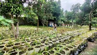 Menurut Zovi satu kilogram jahe merah organik dihargai Rp 30 ribu per kilogramnya oleh perusahaan. Ia pun akan mendapat keuntungan hingga Rp 225 juta di panen pertamanya nanti.